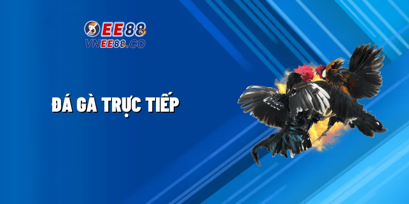 Đá gà trực tiếp tại nhà cái ee88